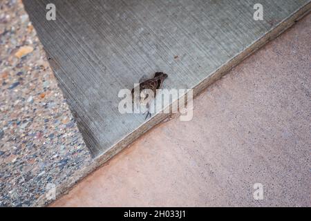 Small wild bird standing on floor very close to human top down view photo | Brown bird with black beak and legs on step in entrance to building Stock Photo