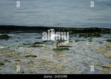 Seagull with open mouth yawning on a beach with sea waves in background Gull standing in shallow water on sand with green seaweeds profile side view Stock Photo