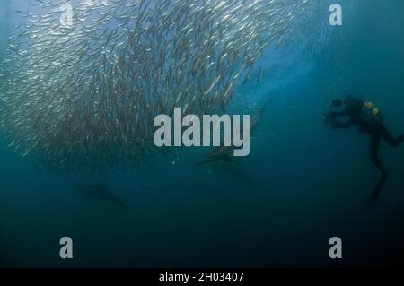 Diver photographing Long-beaked Common Dolphins, Delphinus capensis, feeding on baitball of Southern African Pilchards, Sardinops sagax Stock Photo