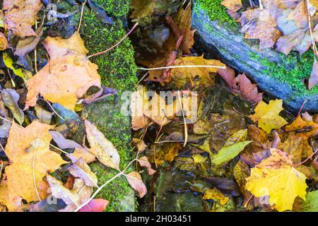 Autumn leaves by the rocks Stock Photo