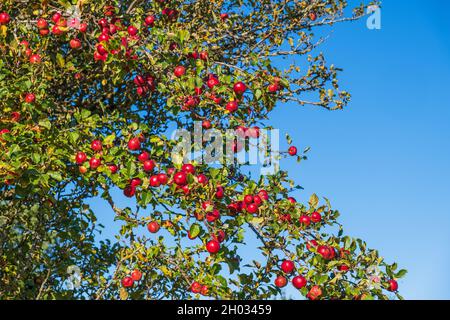 Red apples on a tree Stock Photo