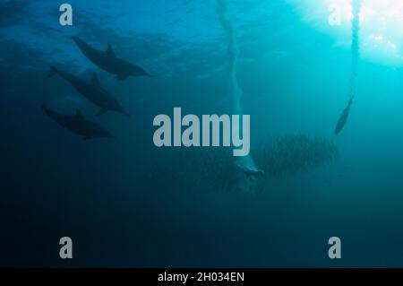 Long-beaked Common Dolphins, Delphinus capensis, and Cape Gannets, Morus capensis, Endangered, with plumes from diving into school of fish Stock Photo