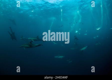 Long-beaked Common Dolphins, Delphinus capensis, and Cape Gannets, Morus capensis, Endangered, with plumes from diving into school of fish Stock Photo