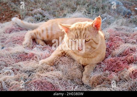 Stray cat lying down on fishing net. Stock Photo