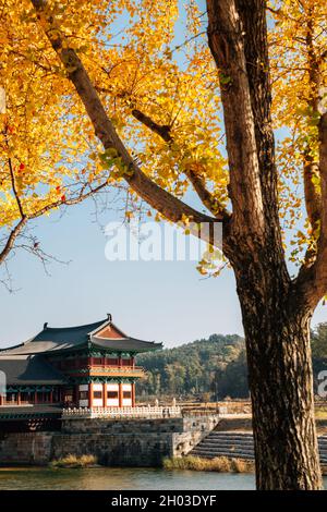 Woljeonggyo Korean traditional bridge and autumn ginkgo tree in Gyeongju, Korea Stock Photo