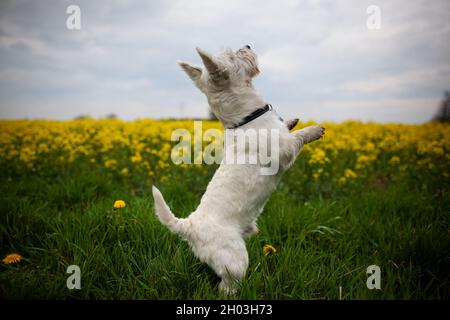 West highland white terrier dog standing on hind legs and looking up outdoors with the field with yellow flowers in the background side view photo Stock Photo