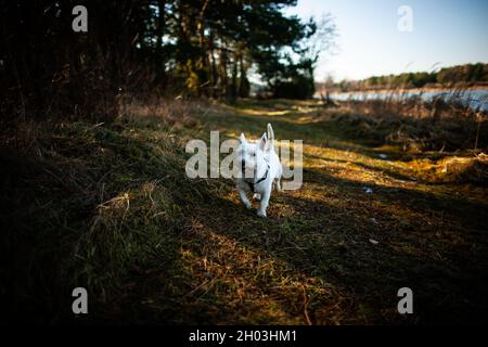 Happy West highland white terrier dog walking towards camera in forest by the lake with beautiful sun shining through trees and casting long shadows Stock Photo