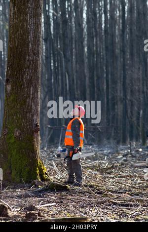 Lumberjack holding chainsaw and looking at big tree marked for cutting Stock Photo