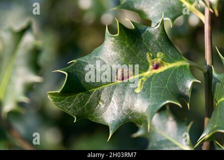 Holly leafminer (Phytomyza ilicis) vacated mines in a holly (Ilex aquifolium) leaf, Berkshire, March Stock Photo