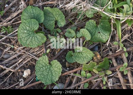 Garlic mustard, hedge garlic or jack-by-the-hedge (Alliaria petiolata) young plant weed and host to orange tip butterfly, Berkshire, March