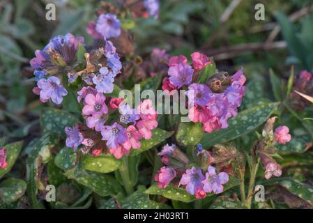 Lungwort (Pulmonaria officinalis) blue, lilac and pink flowers among spotted leaves on this garden plant, Berkshire, March Stock Photo