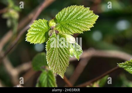 Developing and expanding double serrated leaves of common hazel (Corylus avellana) a small deciduous tree in spring, April Stock Photo