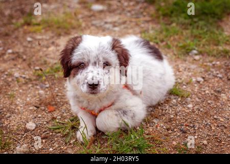 Cute white and black bulgarian shepherd dog puppy lying in the grass closeup portrait Stock Photo