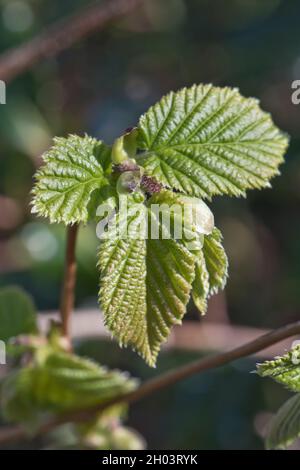 Developing and expanding double serrated leaves of common hazel (Corylus avellana) a small deciduous tree in spring, April Stock Photo