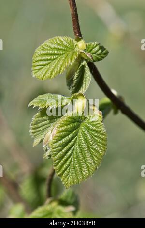 Developing and expanding double serrated leaves of common hazel (Corylus avellana) a small deciduous tree in spring, April Stock Photo