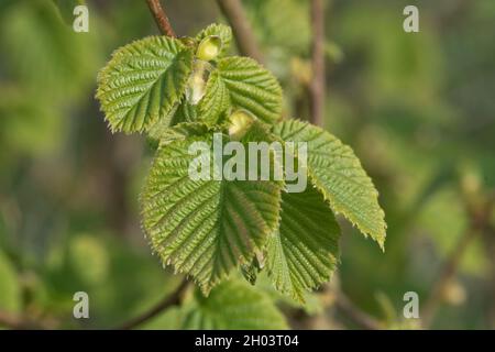 Developing and expanding double serrated leaves of common hazel (Corylus avellana) a small deciduous tree in spring, April Stock Photo