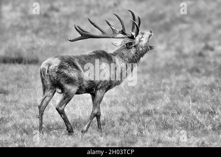 The rutting season, black and white portrait of majestic deer male  (Cervus elaphus) Stock Photo