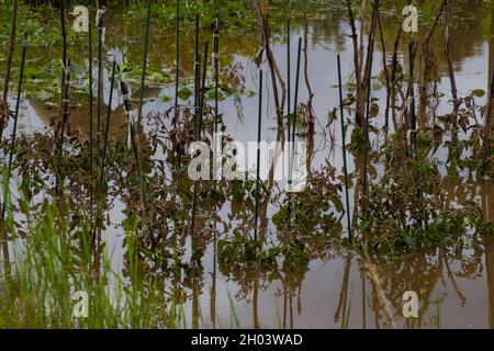 Flood Damaged Tomato Crop: Tomato plants wither and die due to flooding on  a farm in upstate New York Stock Photo - Alamy