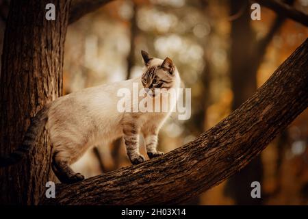 Cute tabby Thai cat climbed up a tree trunk on an autumn day and looks indignantly. A pet and nature. Stock Photo