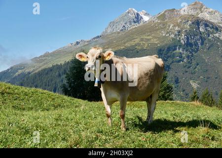 1 A Hornless Brown Cow With A Bell Stands On The Sunny Alpine Pasture And Looks Towards The Photographer. In The Background Blue Sky And Mountains. Su Stock Photo