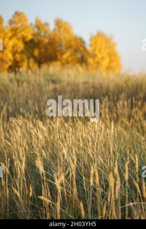 Soft focus of dry grass, reeds, stalks at sunset, blurred autumn forest on background. Fall season. Stock Photo