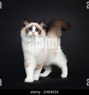 Cute seal bicolor Ragdoll cat kitten, walking towards camera with tail up. Looking to lens with mesmerizing blue eyes. Isolated on a black background. Stock Photo