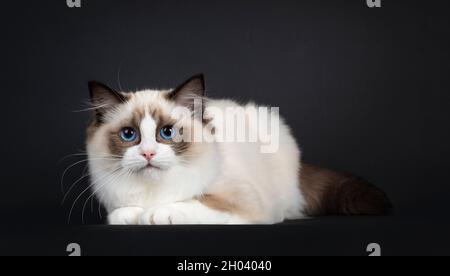 Cute seal bicolor Ragdoll cat kitten, laying down side ways. Looking to lens with mesmerizing blue eyes. Isolated on a black background. Stock Photo