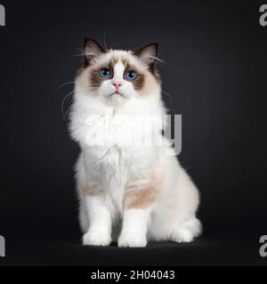 Cute seal bicolor Ragdoll cat kitten, sitting up facing front. Looking to lens with mesmerizing blue eyes. Isolated on a black background. Stock Photo