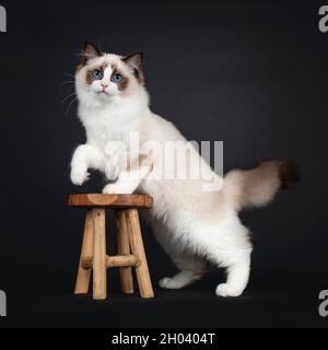Cute seal bicolor Ragdoll cat kitten, standing side ways with front paw on little wooden stool. Second paw playful in air. Looking to lens with mesmer Stock Photo