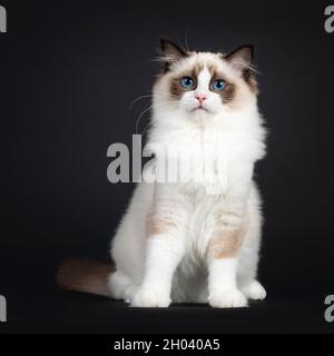 Cute seal bicolor Ragdoll cat kitten, sitting up facing front. Looking beside camera with mesmerizing blue eyes. Isolated on a black background. Stock Photo
