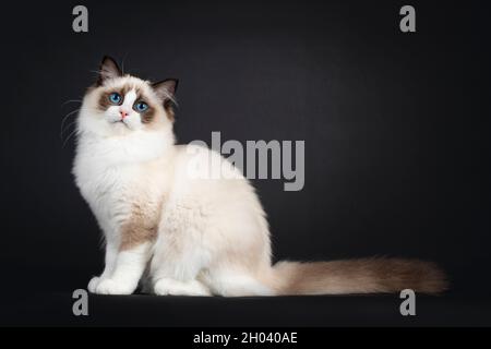 Cute seal bicolor Ragdoll cat kitten, sitting up side ways with tail stretched behind body. Looking beside camera with mesmerizing blue eyes. Isolated Stock Photo