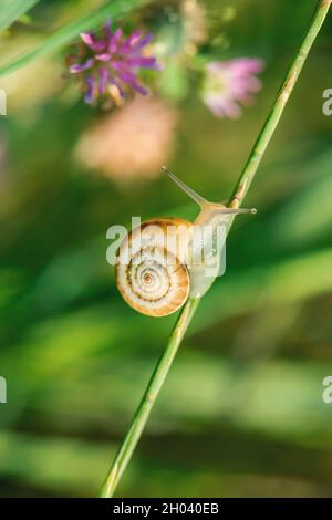 Little snail on a green plant with purple flowers, macro photography, outdoor photography Stock Photo