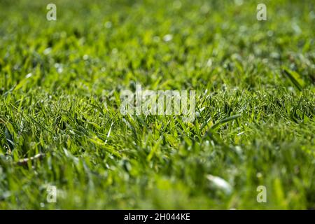 Close up of lush green grass lawn Stock Photo