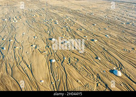 Seashells on the beach at low tide, Eighty Mile Beach, Western Australia, WA, Australia Stock Photo