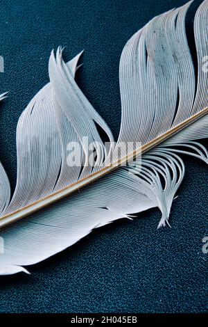 white bird feather close up Stock Photo