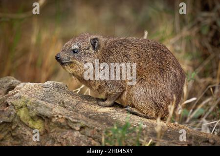 Rock Hyrax - Procavia capensis also dassie, Cape hyrax, rock rabbit and coney, medium-sized terrestrial mammal native to Africa and the Middle East, o Stock Photo