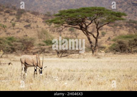 East African Oryx - Oryx beisa also Beisa, antelope from East Africa, found in steppe and semidesert throughout the Horn of Africa, two coloured, horn Stock Photo