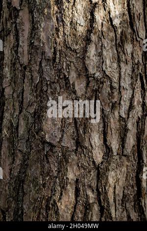 The bark of a large old tree in the forest Stock Photo