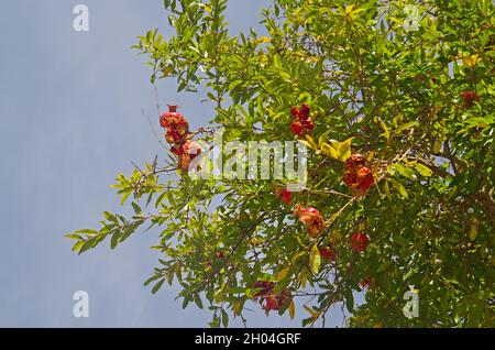 Overripe fruit of Pomegranate in a tree against a blue sky Stock Photo