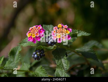 Mature fruits, leaves and flowers in several colors of the invasive species Lantana camara Stock Photo