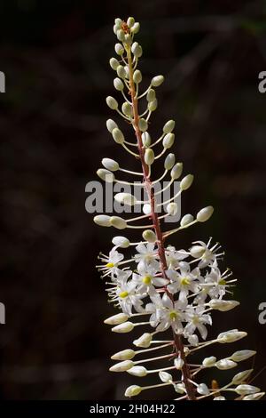 Closeup of the tall inflorescence with small white flowers of Drimia maritima Stock Photo