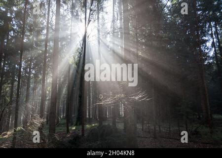 bright sun rays in the forest magical misty morning and dark silhouettes of trees in nature Stock Photo
