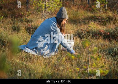 Autumn berries picking: young woman on swamp searching for ripe cranberry spend weekend outside city Stock Photo