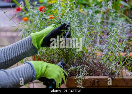 Gardener's hands in gloves with garden shears. Pruning lavender in the fall. Stock Photo