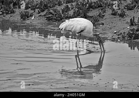 Details show better in black and white Stock Photo