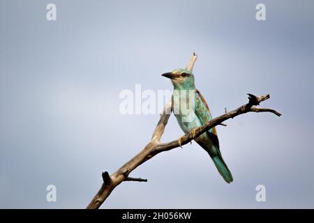 A European Roller bird perched in a tree against a blue sky. Stock Photo