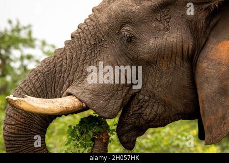 An African Elephant appears to smile as it feeds itself a bunch of leaves. Stock Photo