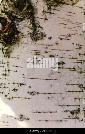 Birch bark as a natural background for further graphic works. Stock Photo