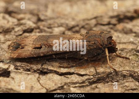 Closeup of the dark sword-grass moth,Agrotis ipsilon Stock Photo
