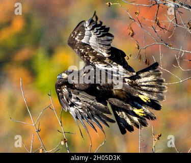 Juvenile Bald Eagle flying over tree branches with a autumn blur background in its environment and surrounding and displaying its brown plumage. Stock Photo